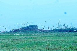 Rare Asian openbill storks spotted in large flock in central Vietnam