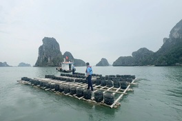 Illegal aquaculture cracked down in Halong Bay