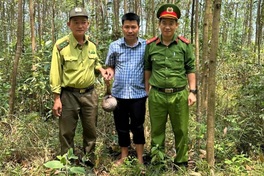 Javan pangolin found in Danang home garden released into wild