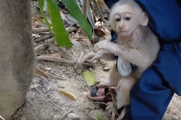 Rare red-faced monkey rescued from trap in Quang Tri forest