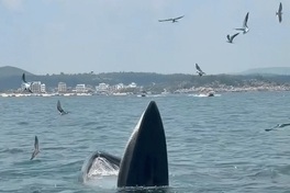 Pair of whales spotted feeding off Dak Lak coast
