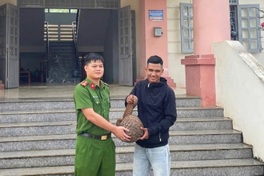 Rare Sunda pangolin found wandering into home in Dak Lak