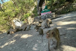 Dak Lak steps up controls after monkey attacks