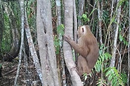 Endangered macaque released into U Minh Ha National Park
