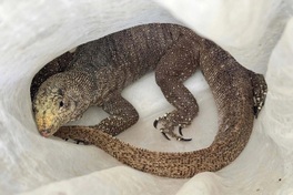 Endangered monitor lizard rescued in Quang Tri