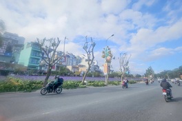 Dalat's purple jacarandas heavily pruned ahead of rainy season