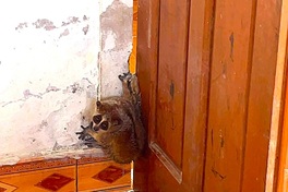 Protected slow loris found inside home in Nghe An