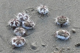 Rough seas drive hundreds of sea urchins ashore in Nha Trang