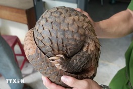 Rare pangolin handed over to authorities in Quang Ngai