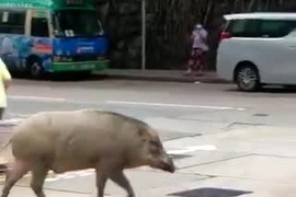 Lợn rừng bình thản đi dạo giữa phố đông người