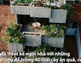 Bất ngờ ngôi nhà 3 tầng trồng hơn 40 loại cây ăn quả giữa phố thị chật chội
