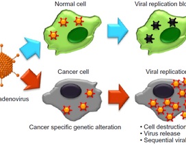 Các nhà khoa học dùng virus để tiêu diệt ung thư như thế nào?