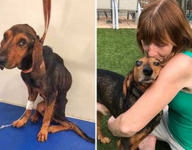 Nhận nuôi chú chó “da bọc xương”, người phụ nữ được đền đáp bằng...sự sống