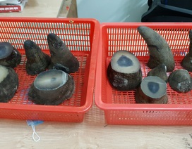 Hải quan Tân Sơn Nhất bắt giữ 6,2kg sừng tê giác