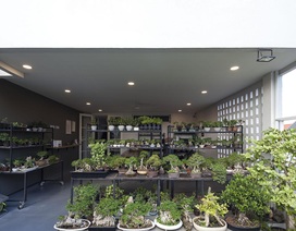 Choáng ngợp ngôi nhà 300m2 với khu vườn bonsai toàn cây “khủng”