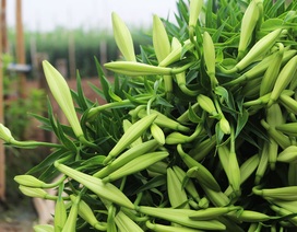 Hoa loa kèn khoe sắc trắng tinh khôi, gọi tháng 4 vào phố