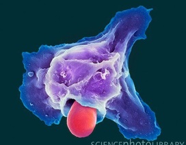 Loại protein “bẫy” vi khuẩn có thể mở ra phương pháp điều trị ung thư mới