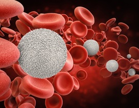 Hy vọng mới trong việc sử dụng máu cuống rốn để điều trị ung thư