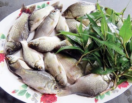 Cá diếc tốt cho bệnh nhân ung thư