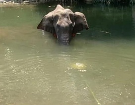 Voi mẹ mang thai chết vì bị lừa ăn nhầm quả dứa có nhồi pháo nổ
