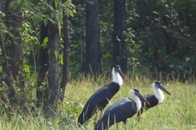 Rare woolly-necked storks spotted at Yok Don National Park