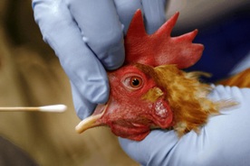 HCM City reports rare case of encephalitis linked to H5N1 avian flu
