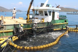 Vietnam pivots to green aquaculture to draw global seafood buyers