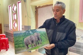 51-year-old female elephant dies in forest, likely during mating accident