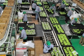 Agro-forestry-fishery exports target USD 73-74 billion in 2026