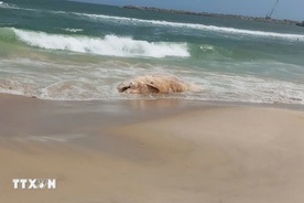 Quang Tri draws up plan to dispose of whale carcass on beach