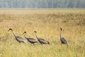 Tram Chim boosts red-crowned crane conservation efforts
