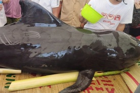 Dolphin stranded on Quang Ngai beach
