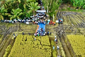 Can Tho prepares 25,000 potted rice plants for international festival