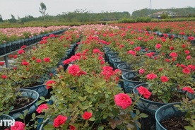 Dong Thap moves to boost sales of farm produce and Tet flowers