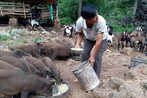 "Bão giá" thịt lợn: Bán một con thu nửa cây vàng, lợn rừng mỗi con lãi cả chỉ