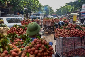 Vải Bắc Giang không được mùa, vừa mất giá và khó tiêu thụ do dịch bệnh