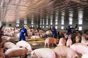 Bộ trưởng Nông nghiệp nói thật lý do giá thịt lợn vẫn quá đắt
