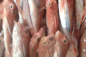 Cá đùi gà thực chất là cá chuồn, không phải cá nóc!