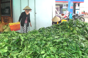 Cà Mau: Chưa phát hiện thương lái nước ngoài nào trong vụ thu mua lá nhàu bất thường