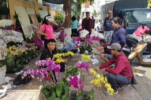 Cánh nhà giàu không tiếc tiền “rước” lan đẹp về chơi Tết