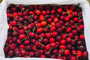 Cherry Mỹ hết thời rẻ mạt, giá bị "thổi" cao gấp 5 lần