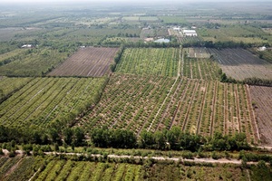 Chỉ trồng chanh không hạt, người đàn ông miền Tây mỗi năm thu trăm tỷ