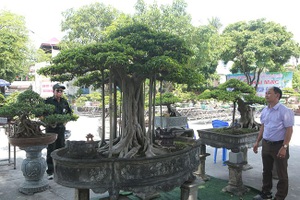 Chiêm ngưỡng “chùa Đồng” dưới bóng cây sanh tiền tỷ