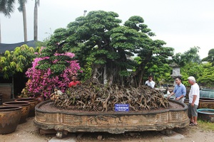 Chiêm ngưỡng sanh cổ triệu đô đang xin thủ tục trở thành bảo vật quốc gia