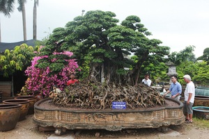 Choáng ngợp cây sanh lá móng cổ thụ giá chục tỷ ở Hà Nội