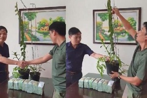 Cơn sốt lan phi điệp đột biến: "Bong bóng đang vỡ rồi"