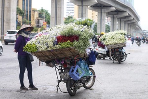 Cúc họa mi đầu mùa: Người dân thích thú, dân buôn “hốt” bạc triệu