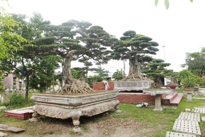 "Đại gia nông thôn" chi 10 tỷ đồng mua 3 cây sanh 'khủng', xôn xao cả vùng quê