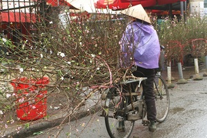 Dân Hà Nội chơi đào sớm, chi nửa triệu đồng cho 1 cành