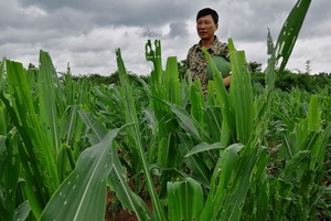 Dân “khóc ròng” vì nạn sâu keo phá 5.000 ha ngô